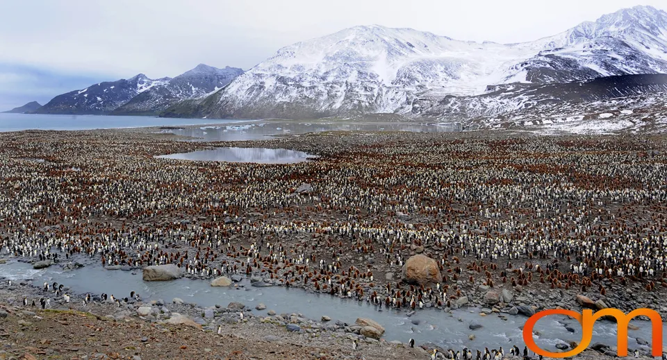 King Penguins
