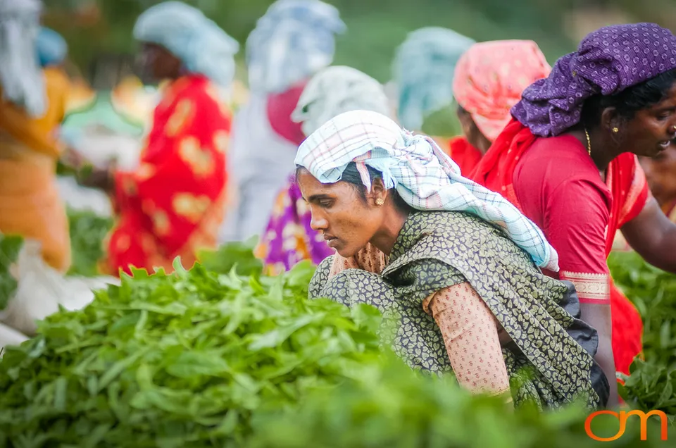 Tea Harvesting in Munnar
