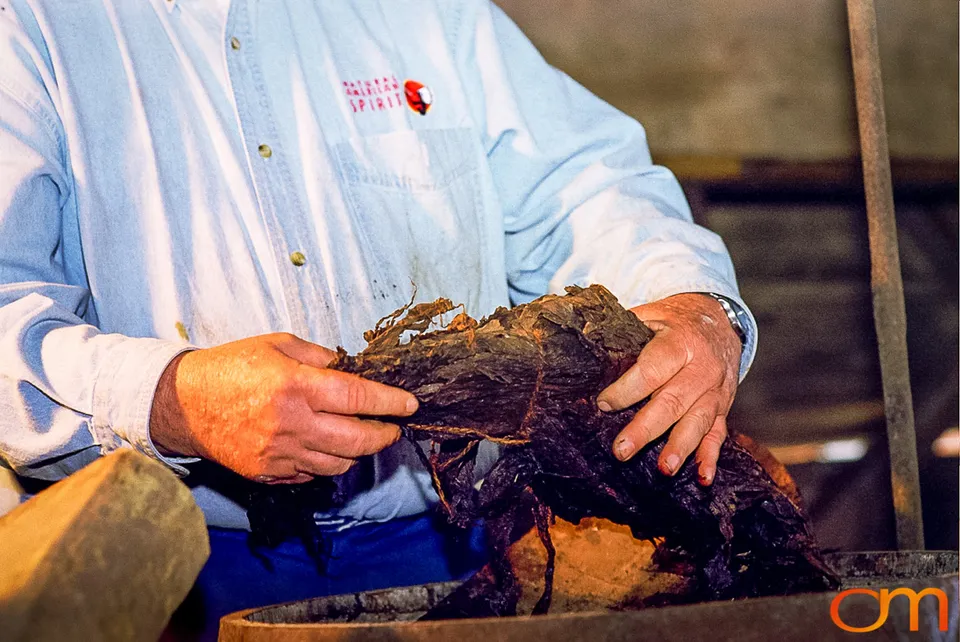 Perique Tobacco: Pressure Fermentation in Louisiana