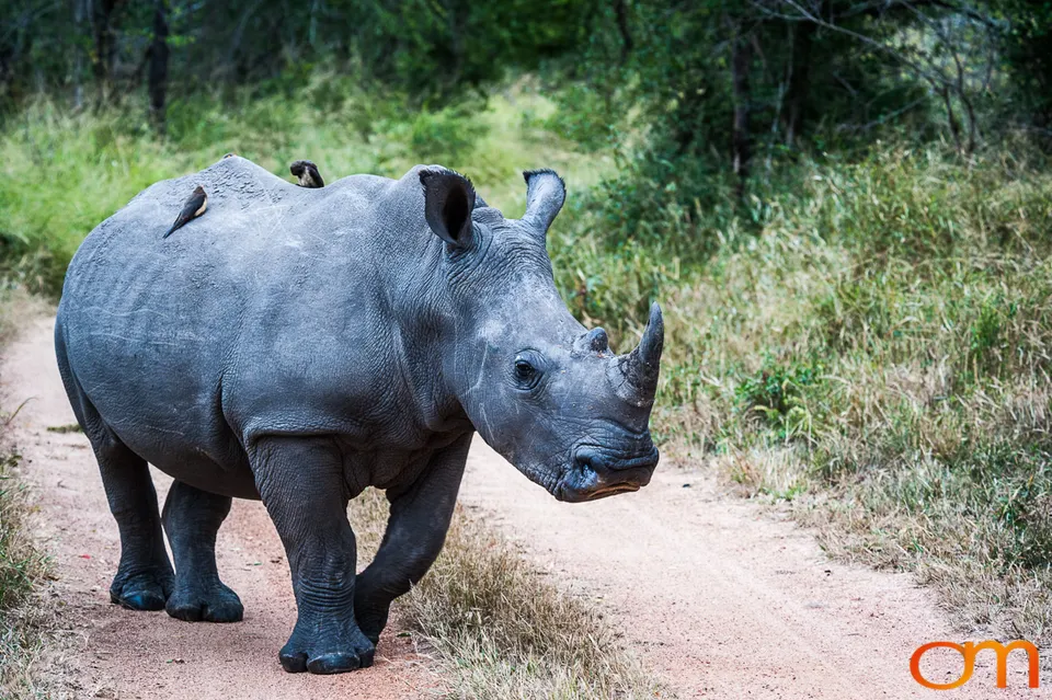 Sabi Sand Game Reserve