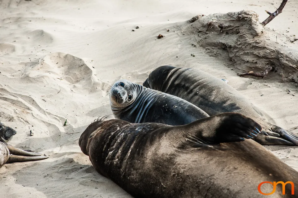 Northern Elephant Seals at Año Nuevo State Park