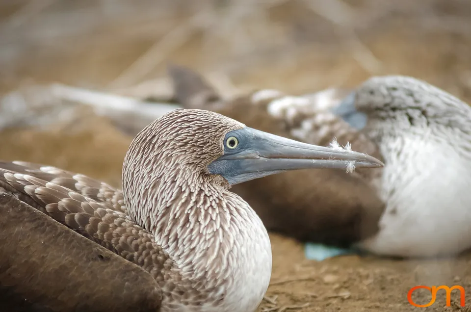 Blue-footed Booby