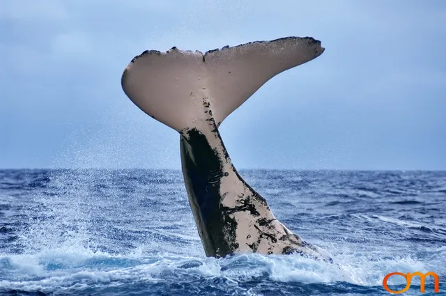 Humpback Whales of Tonga