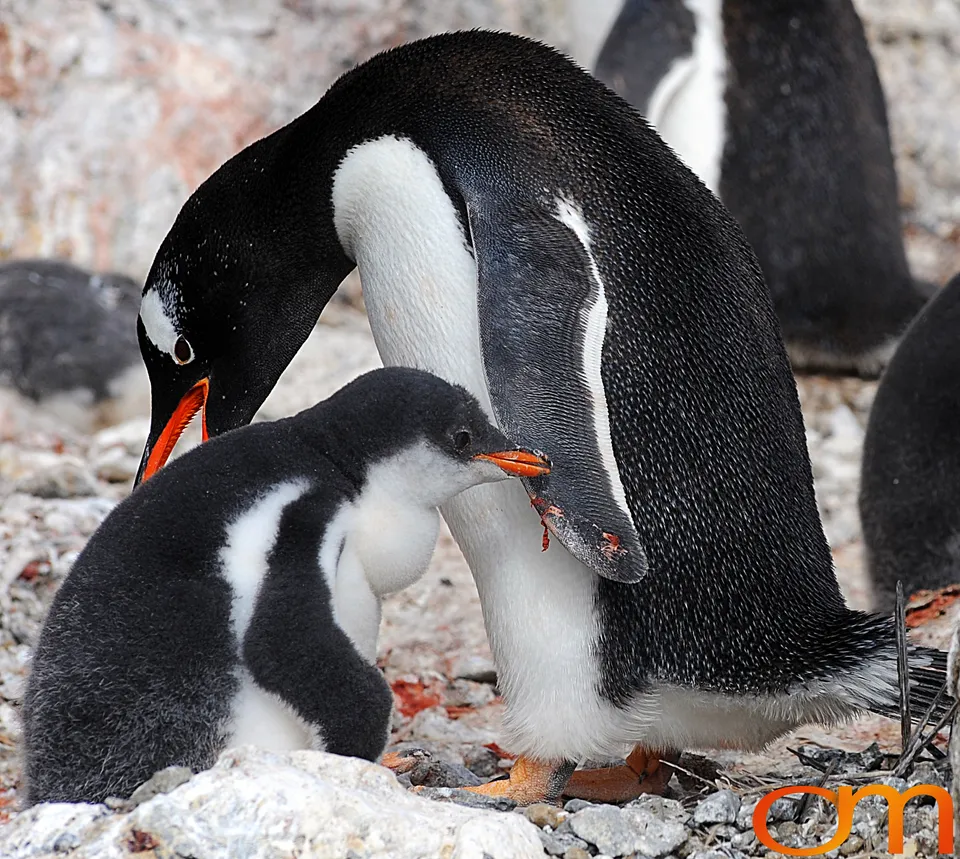 Gentoo Penguins