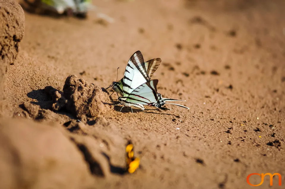 Butterfly Mud-Puddling in the Peruvian Amazon