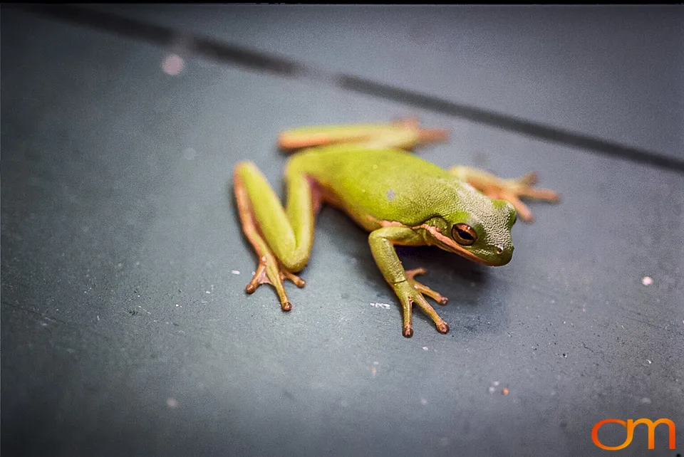 American Green Treefrog