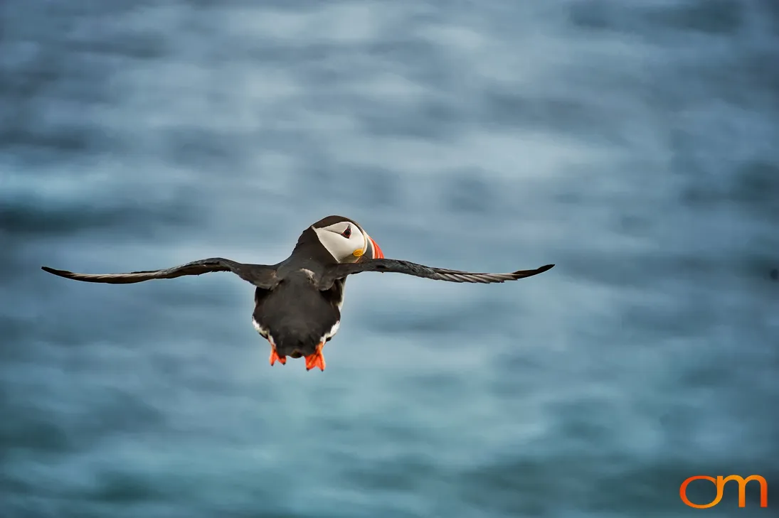 Atlantic puffin in flight