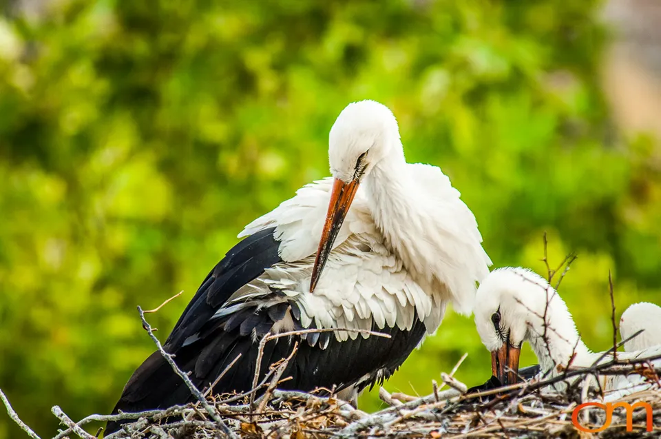 White Storks Nesting in Selçuk