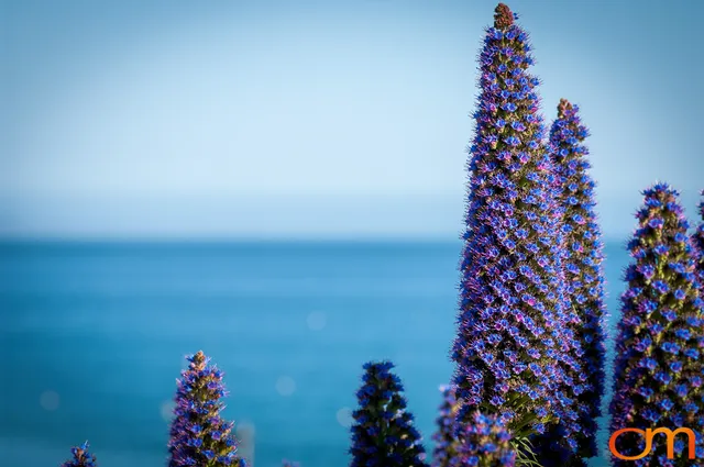 Pride of Madeira in Santa Cruz