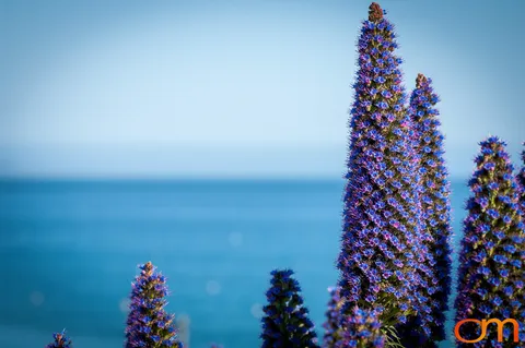 Pride of Madeira in Santa Cruz