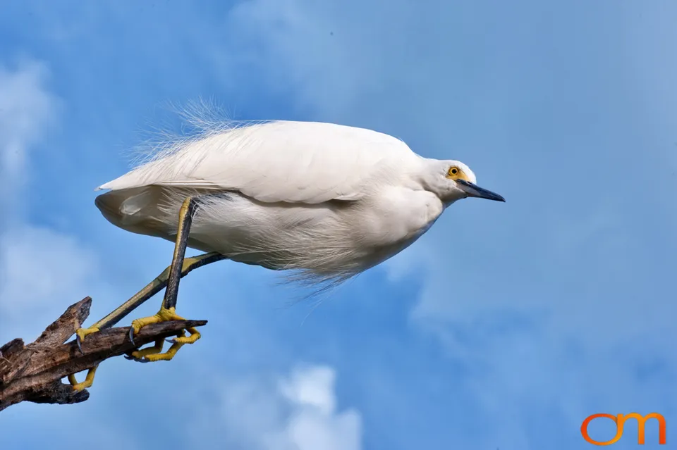 Florida Waterbirds: Brown Pelicans, White Ibises, and Egrets