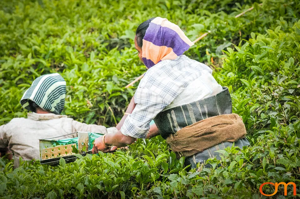 Tea Harvesting in Munnar