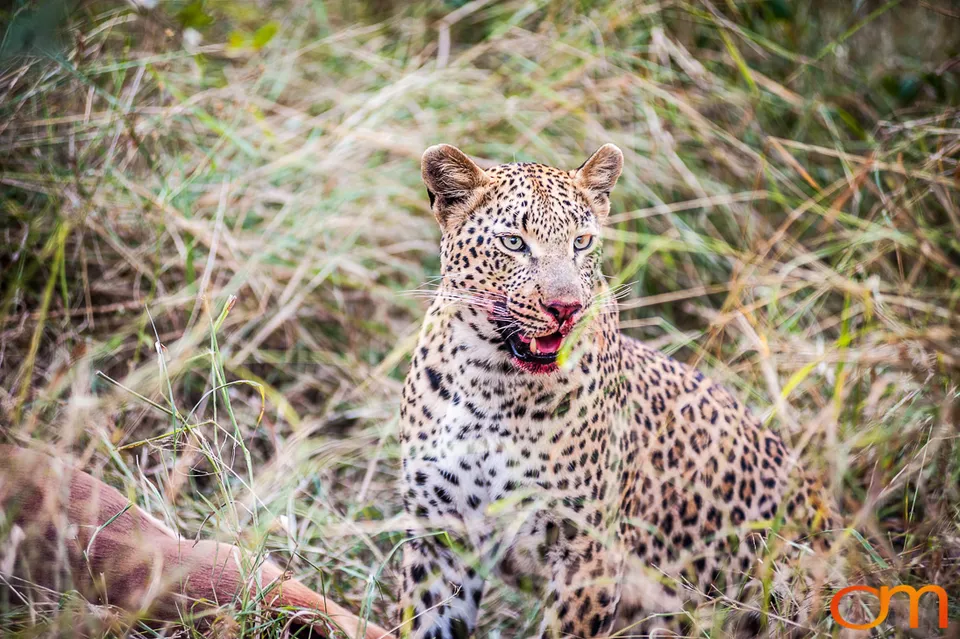 Sabi Sand Game Reserve