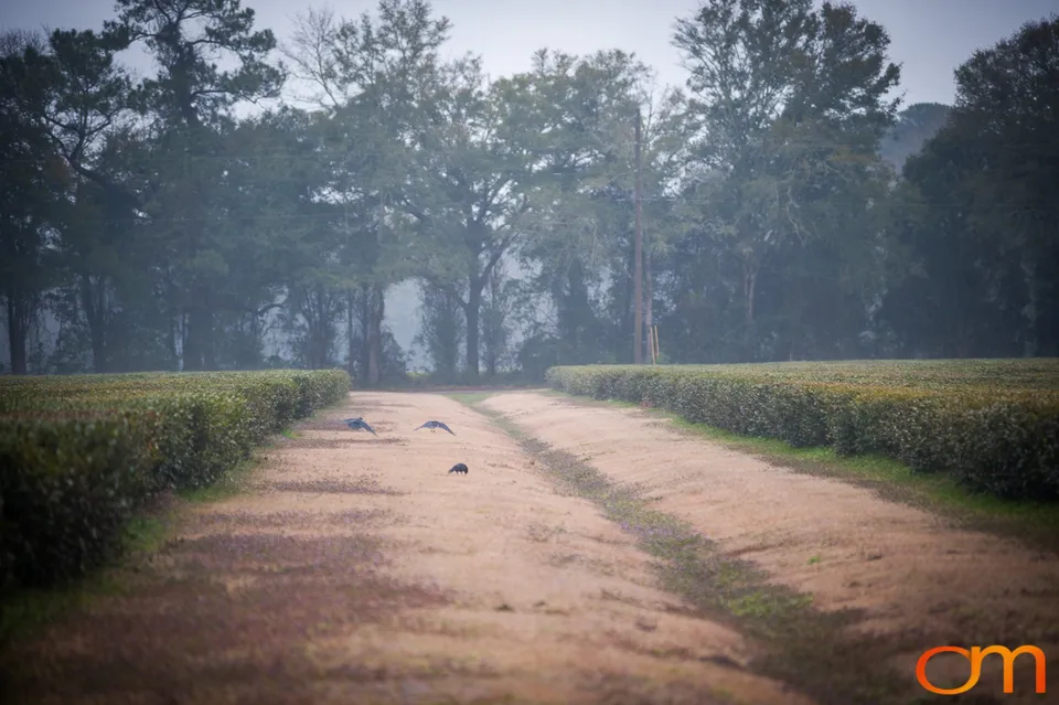 Charleston Tea Garden