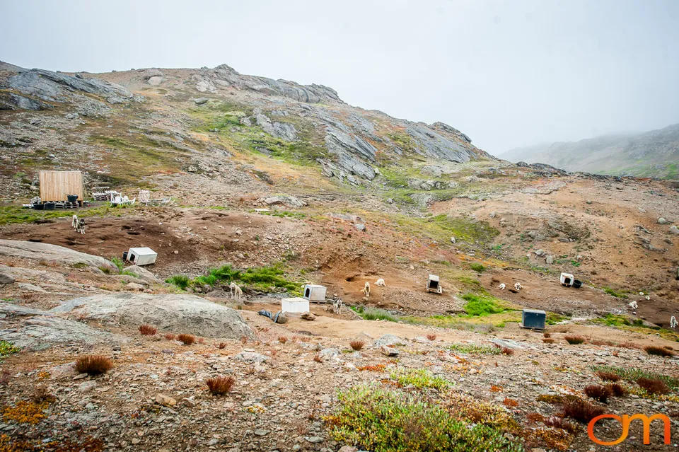 Qimmit: Greenland’s Working Sled Dogs