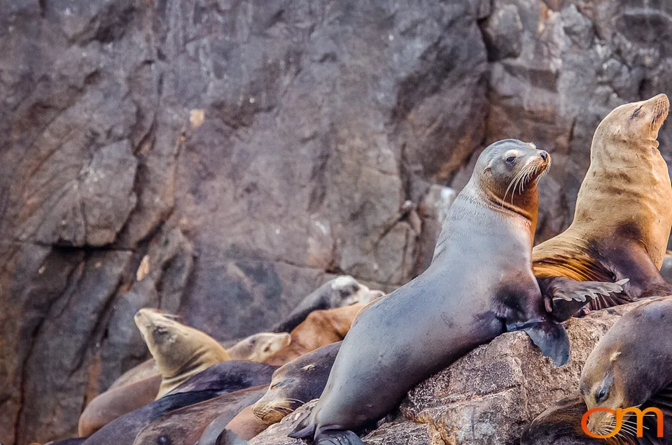 Cabo San Lucas: Marine Wildlife at Land’s End