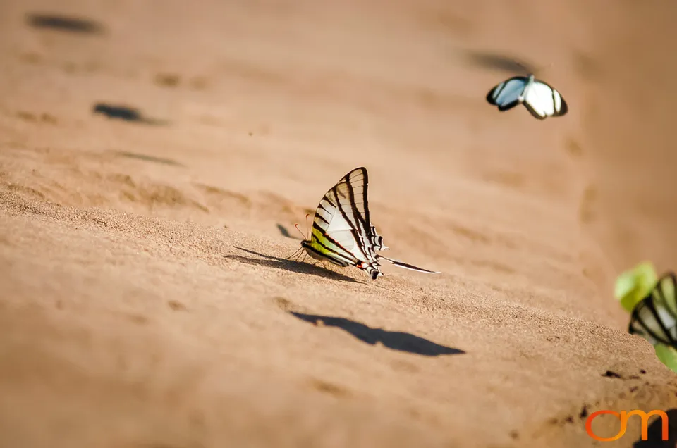 Butterfly Mud-Puddling in the Peruvian Amazon