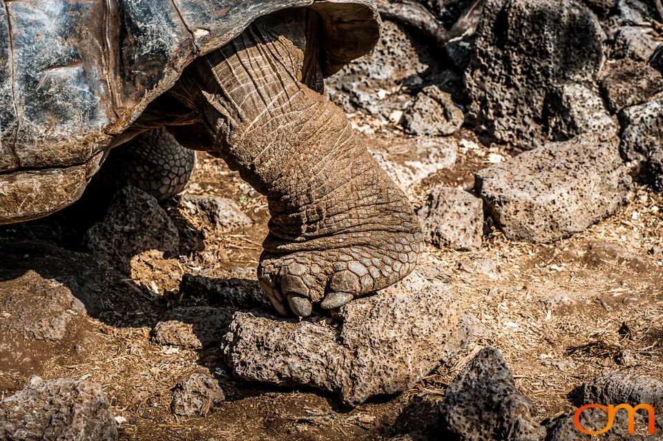 Galápagos Giant Tortoises