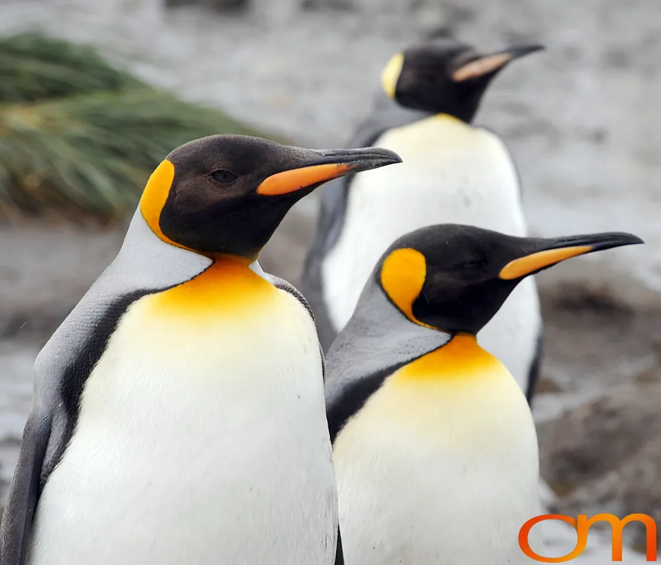 King Penguins