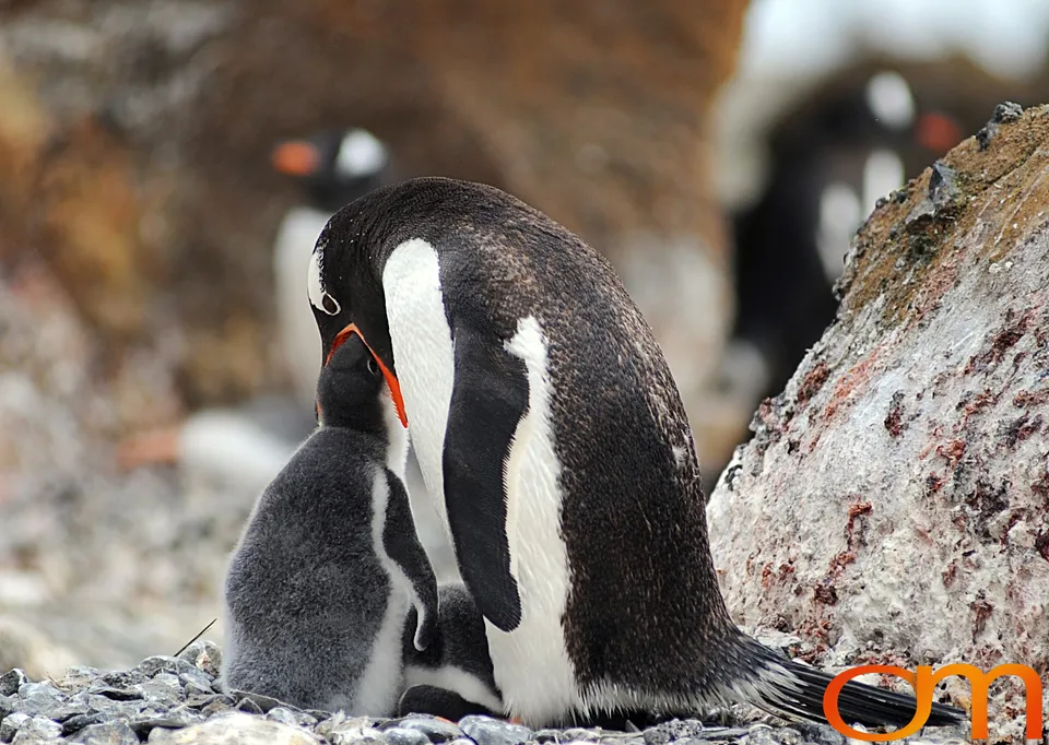 Gentoo Penguins