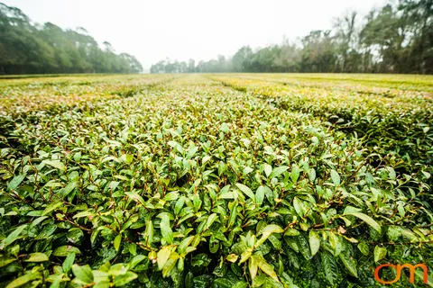 Charleston Tea Garden