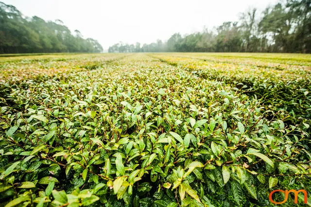 Charleston Tea Garden