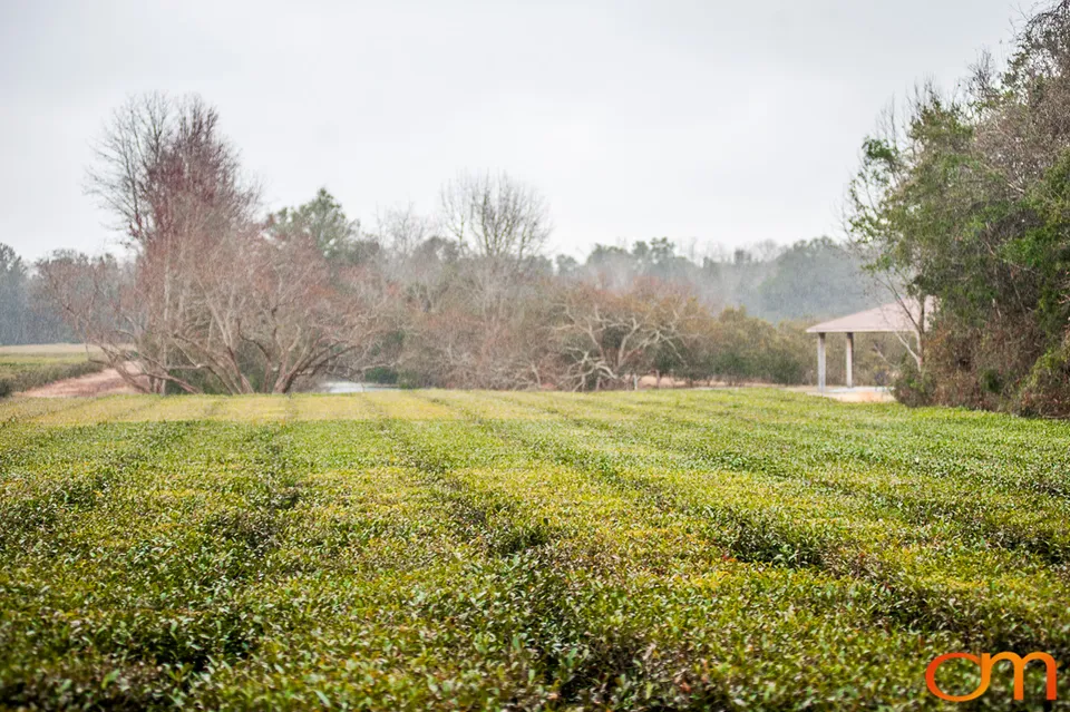 Charleston Tea Garden