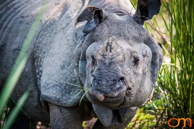Wildlife in Chitwan National Park