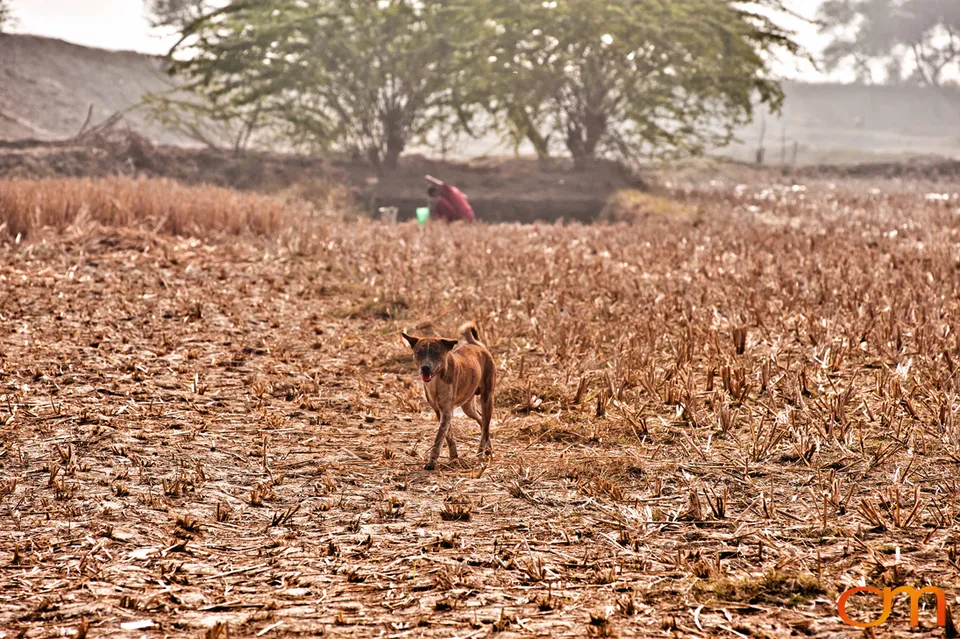 Kolkata Street Dogs: Community Care and the Indian Native Dog