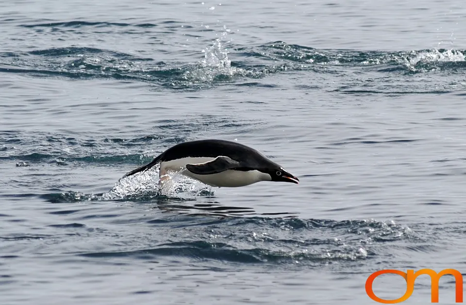 Adélie Penguins