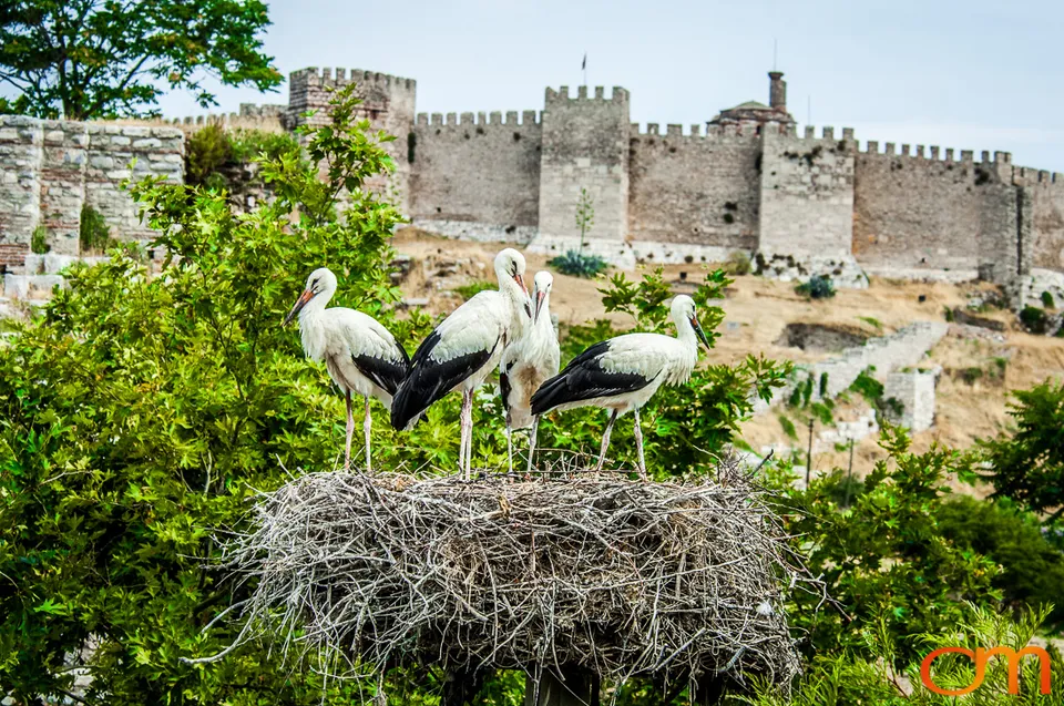 White Storks Nesting in Selçuk