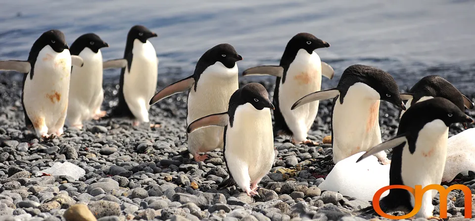 Adélie Penguins