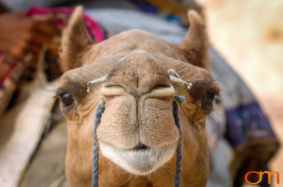 Rajasthan: Thar Desert