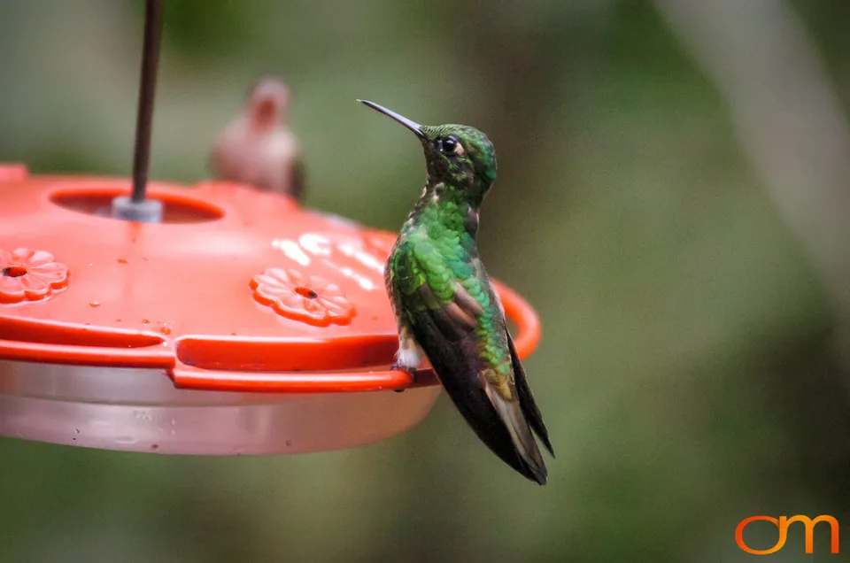 Buff-tailed Coronet
