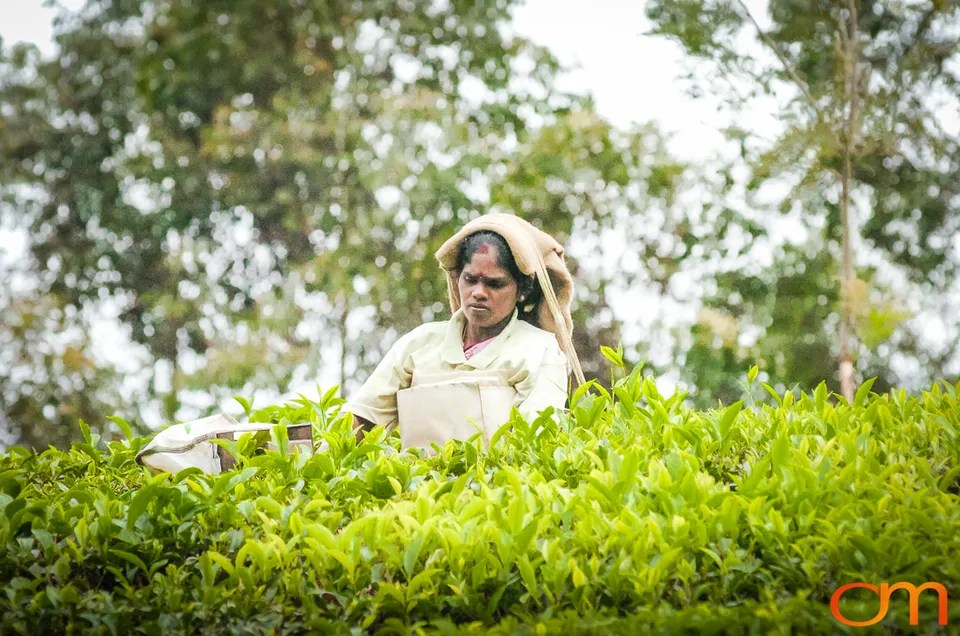 Tea Harvesting in Munnar