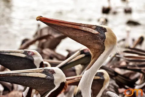 Florida Waterbirds: Brown Pelicans, White Ibises, and Egrets