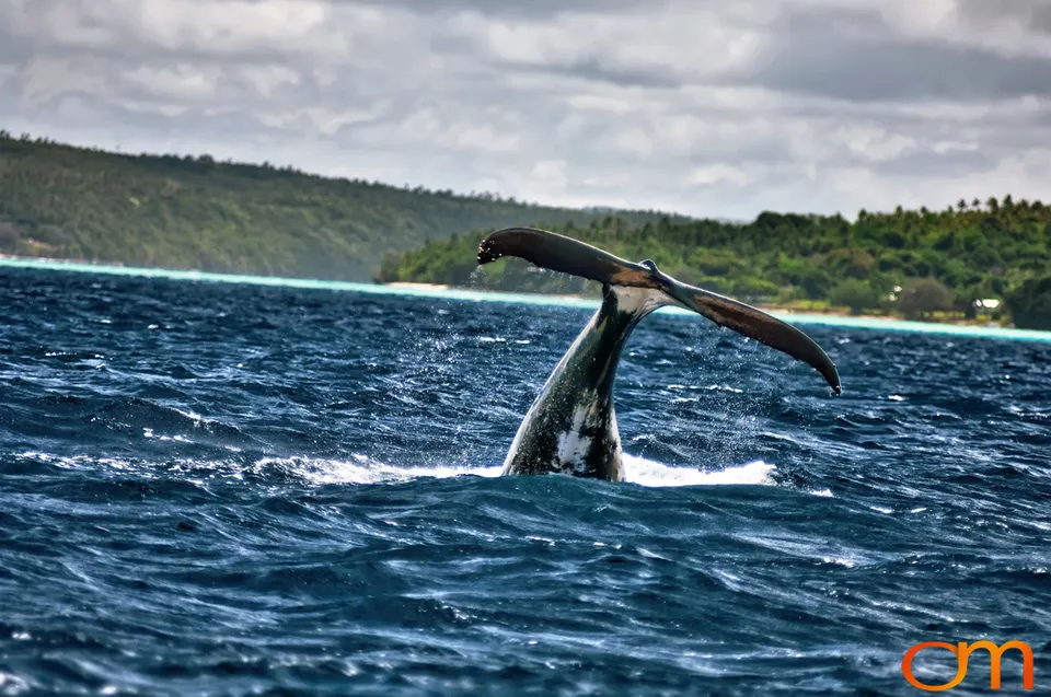 Humpback Whales of Tonga
