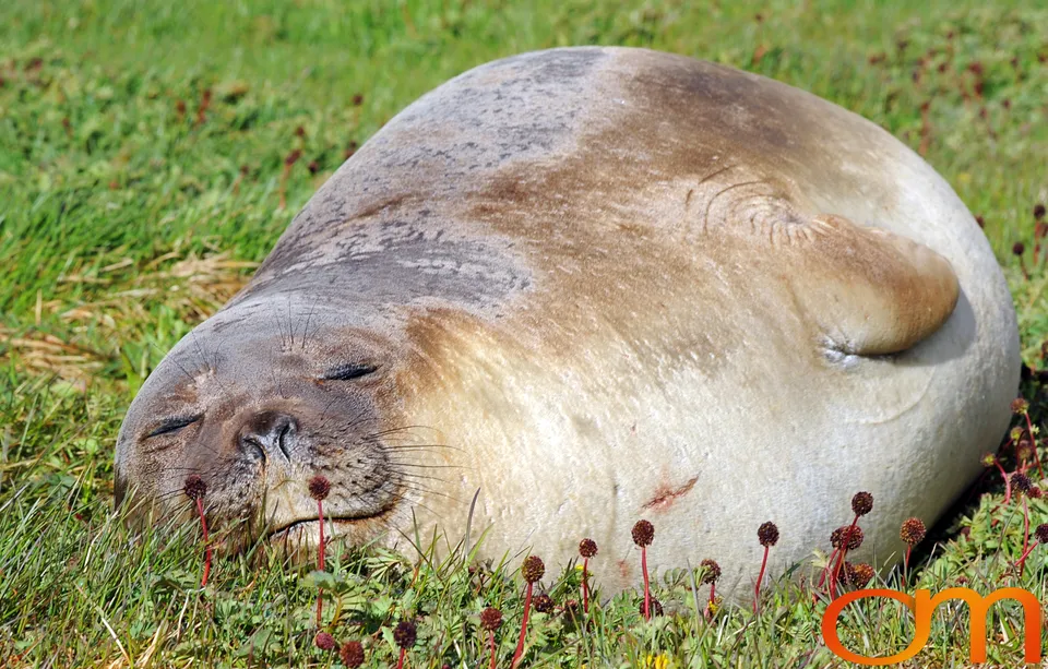 Southern Elephant Seals