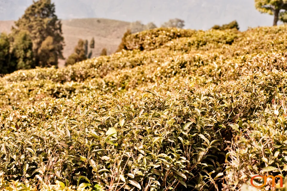 Darjeeling: Tea Landscapes and Himalayan Wildlife