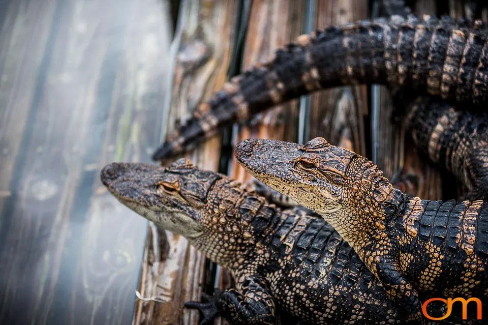 The American Alligator