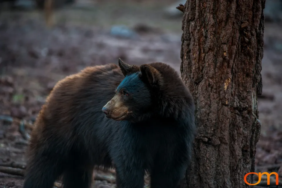 American Black Bears at Bearizona Wildlife Park