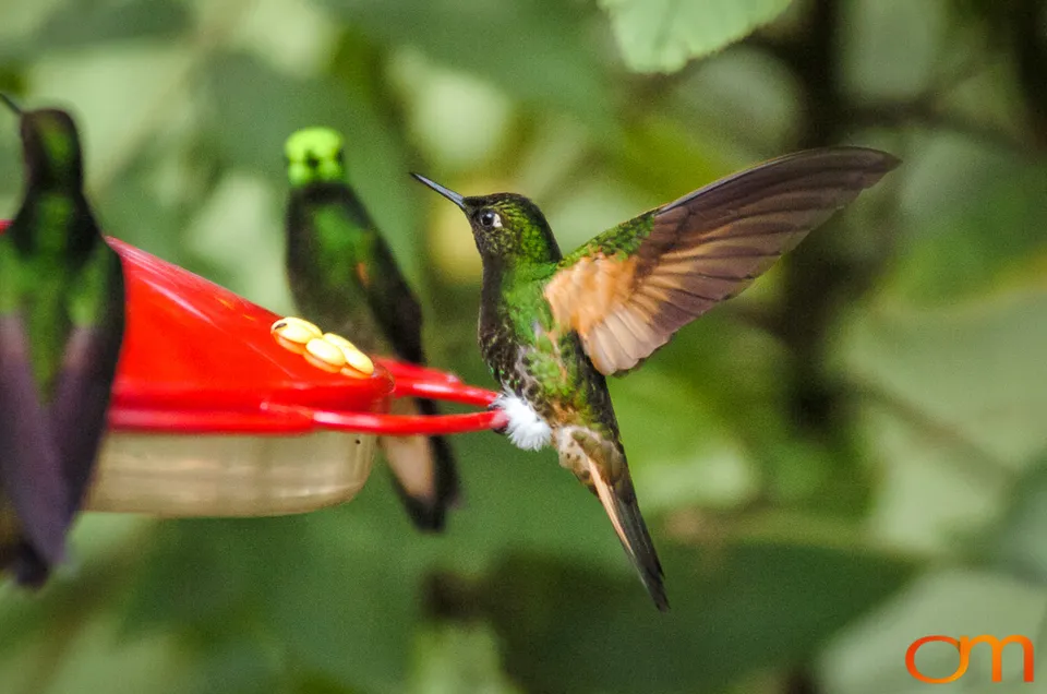 Buff-tailed Coronet