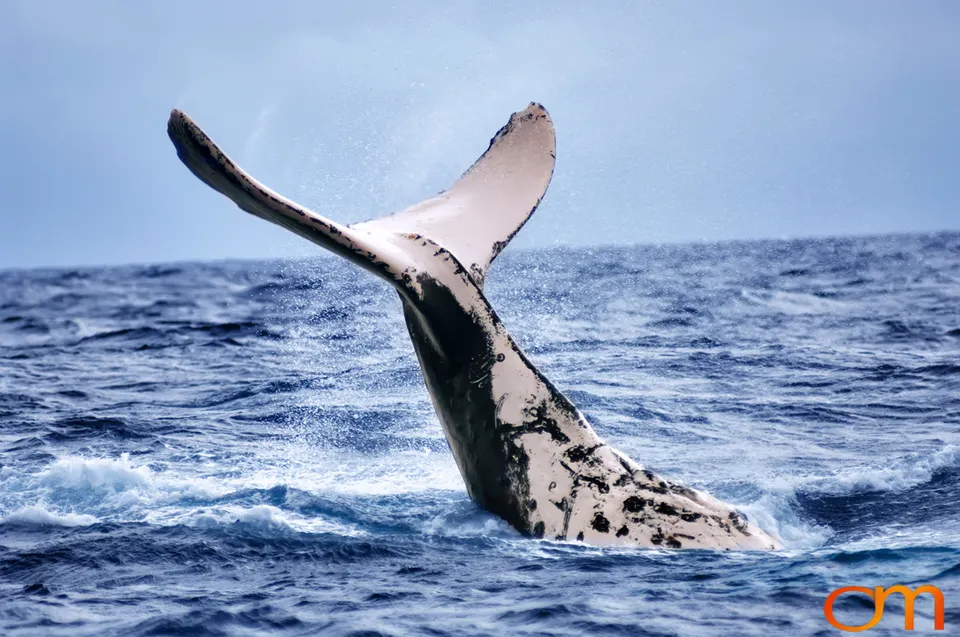 Humpback Whales of Tonga