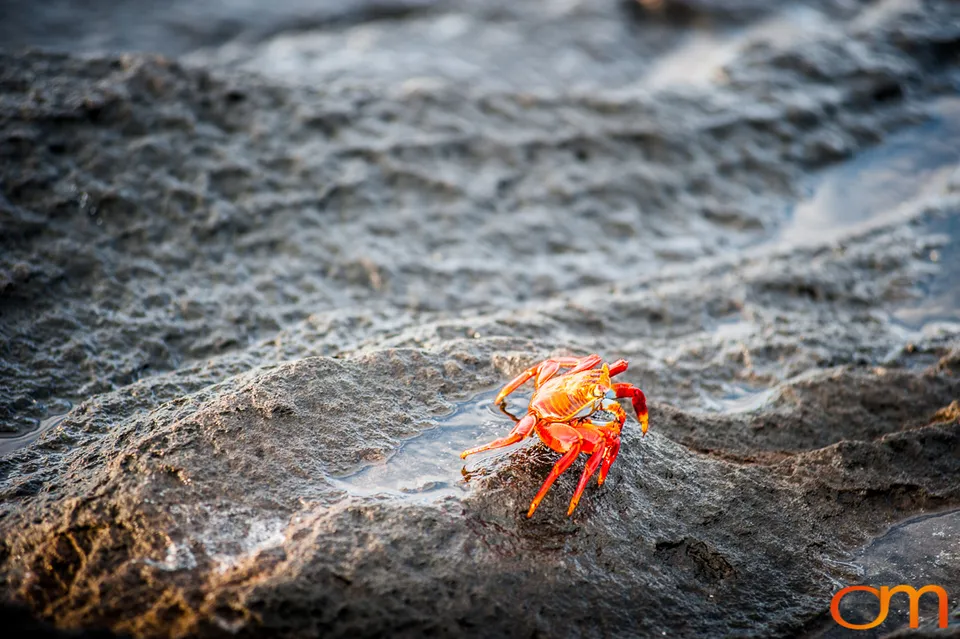 Sally Lightfoot Crabs of the Galápagos
