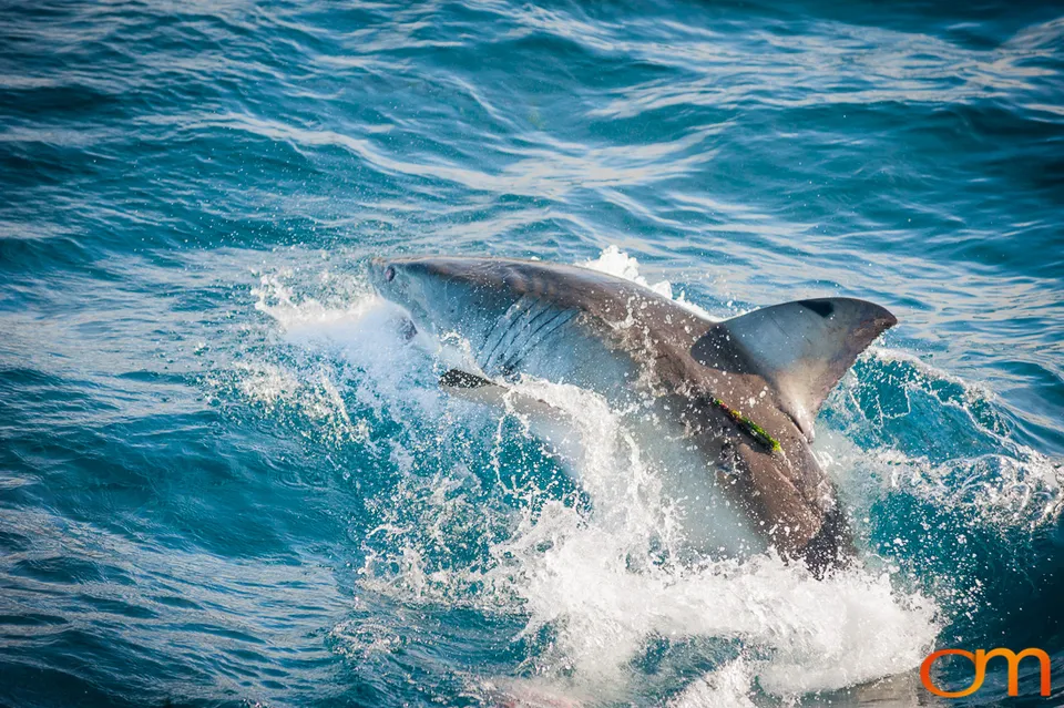 Port Lincoln and the White Sharks of the Neptune Islands