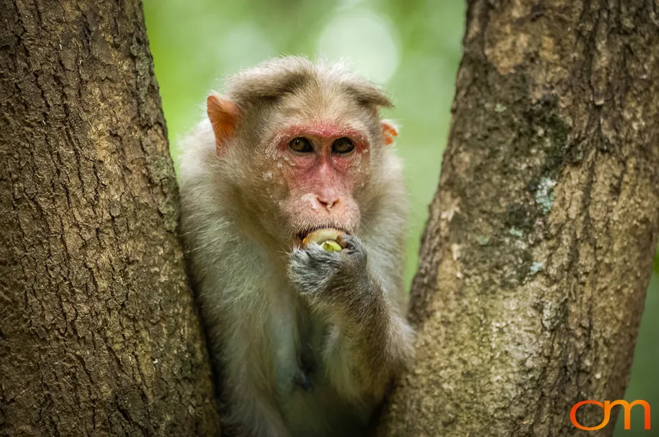 Munnar: Bonnet Macaque & Tufted Gray Langur
