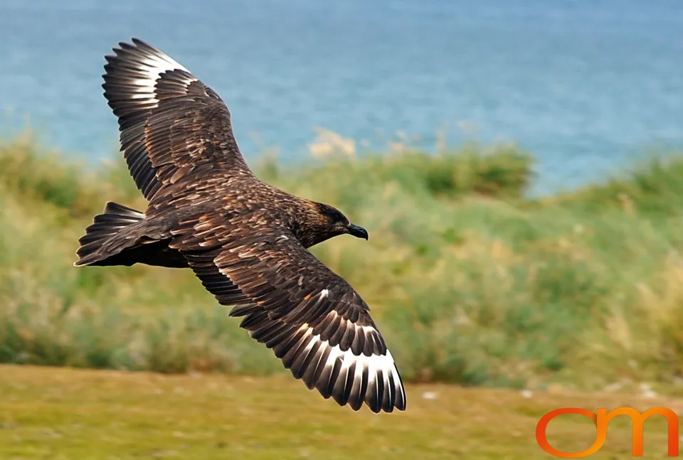 Falkland Skuas