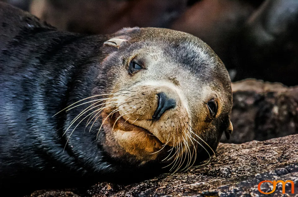 Cabo San Lucas: Marine Wildlife at Land’s End