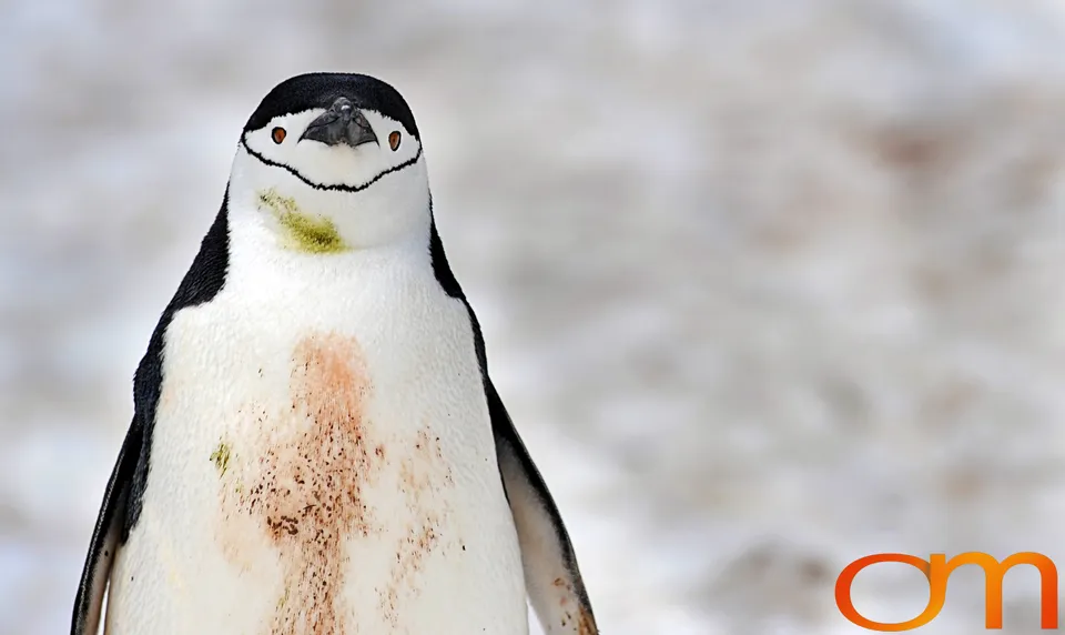 Chinstrap Penguins