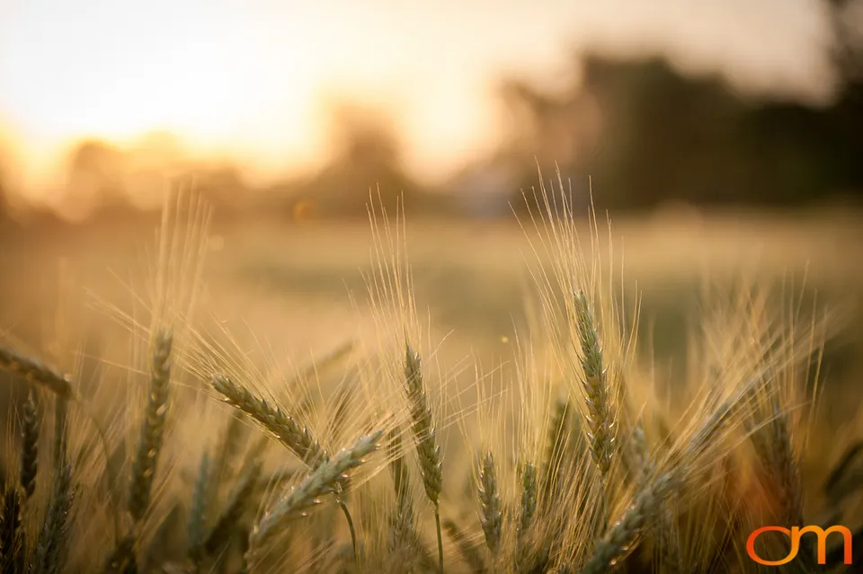 Dharamshala: Wheat Fields